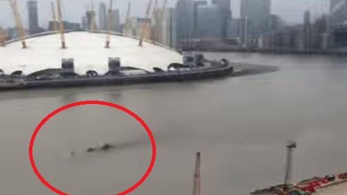 ¿Se ha mudado el monstruo del lago Ness al río Támesis de Londres?
