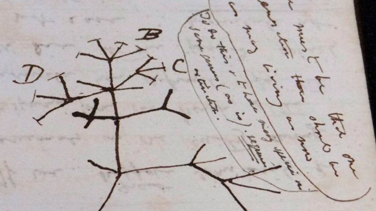 Aparece 'El árbol de la vida' de Charles Darwin tras 22 años desaparecido