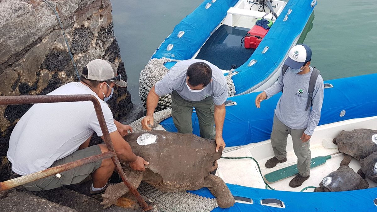 Diego, la tortuga semental de Galápagos, vuelve a casa tras salvar a su especie