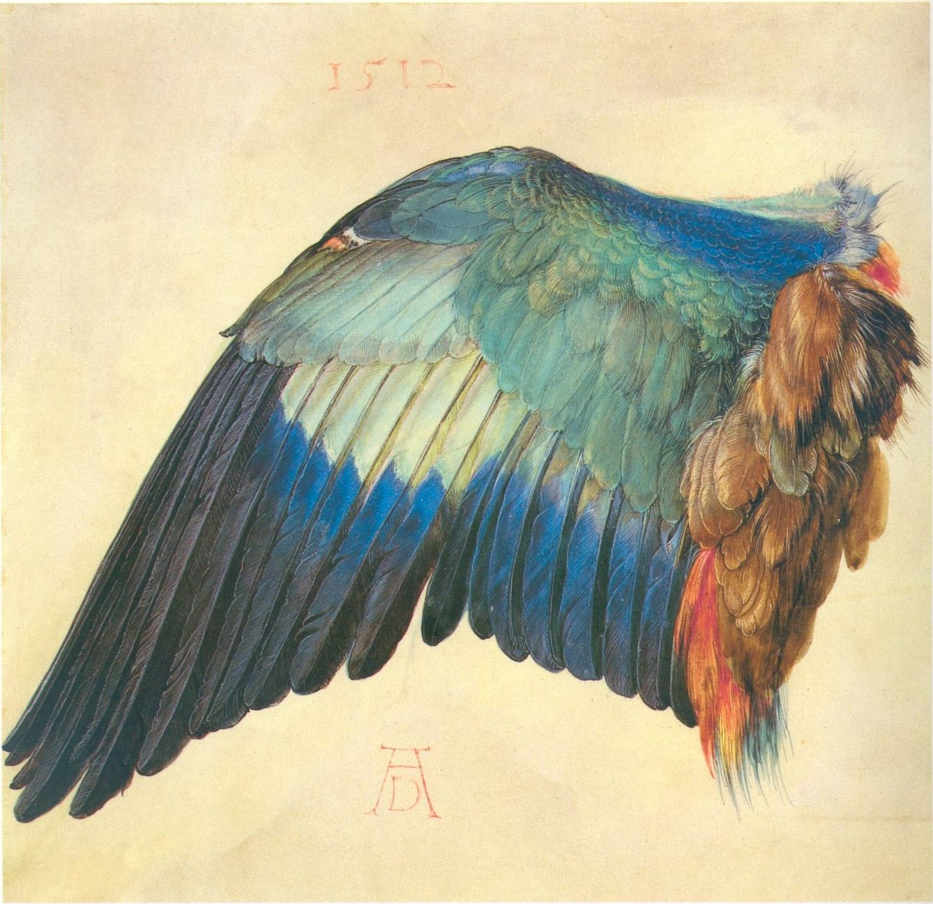 'Ala de pájaro', Alberto Durero, 1512. Albertina, Viena.