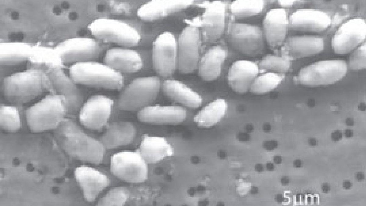 ¿Vida alienígena? La Nasa descubre una bacteria capaz de crecer en arsénico
