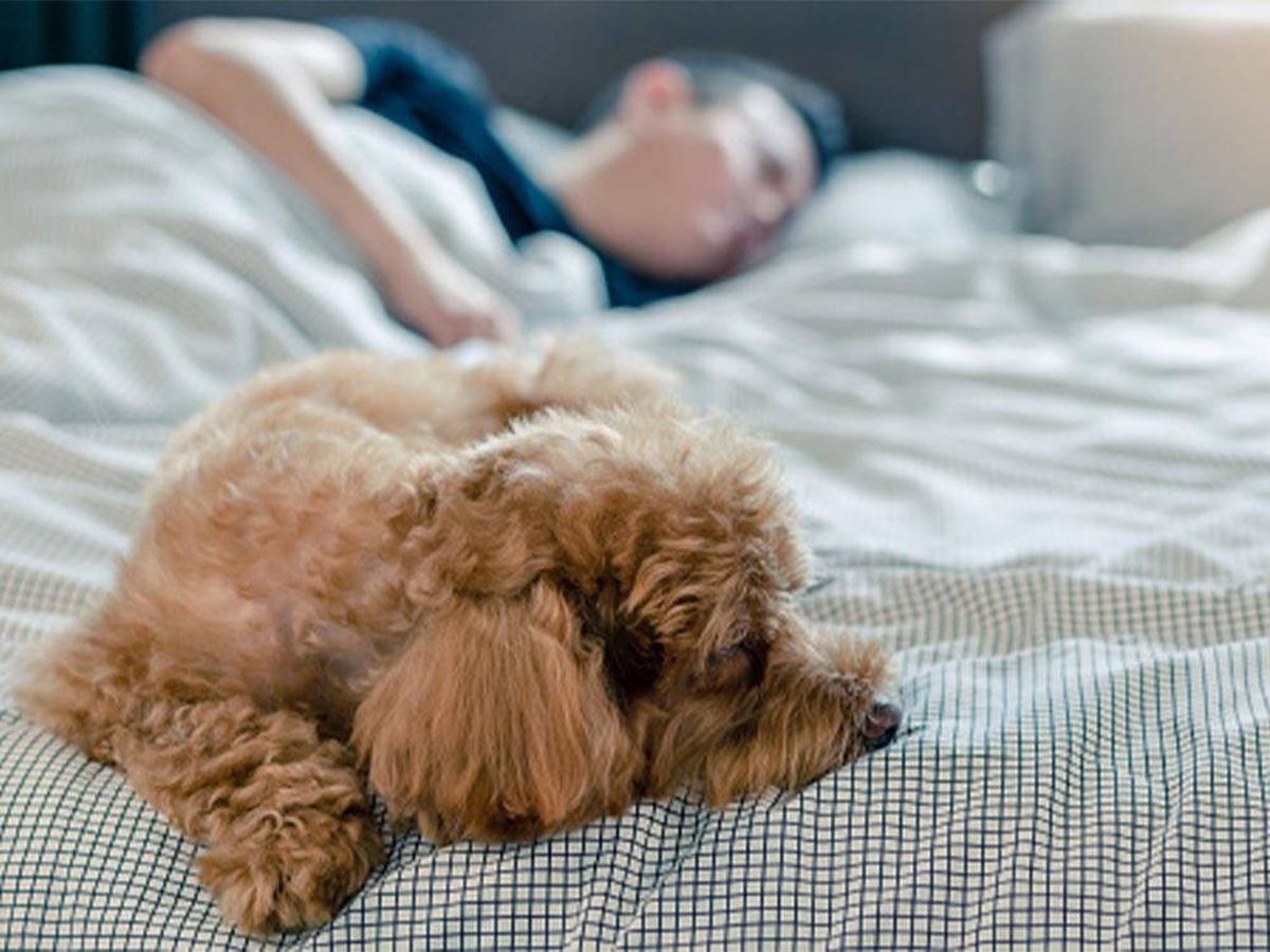 Foto: ¿Por qué no deberías nunca despertar a tu perro cuando "tiene pesadillas"? (iStock)