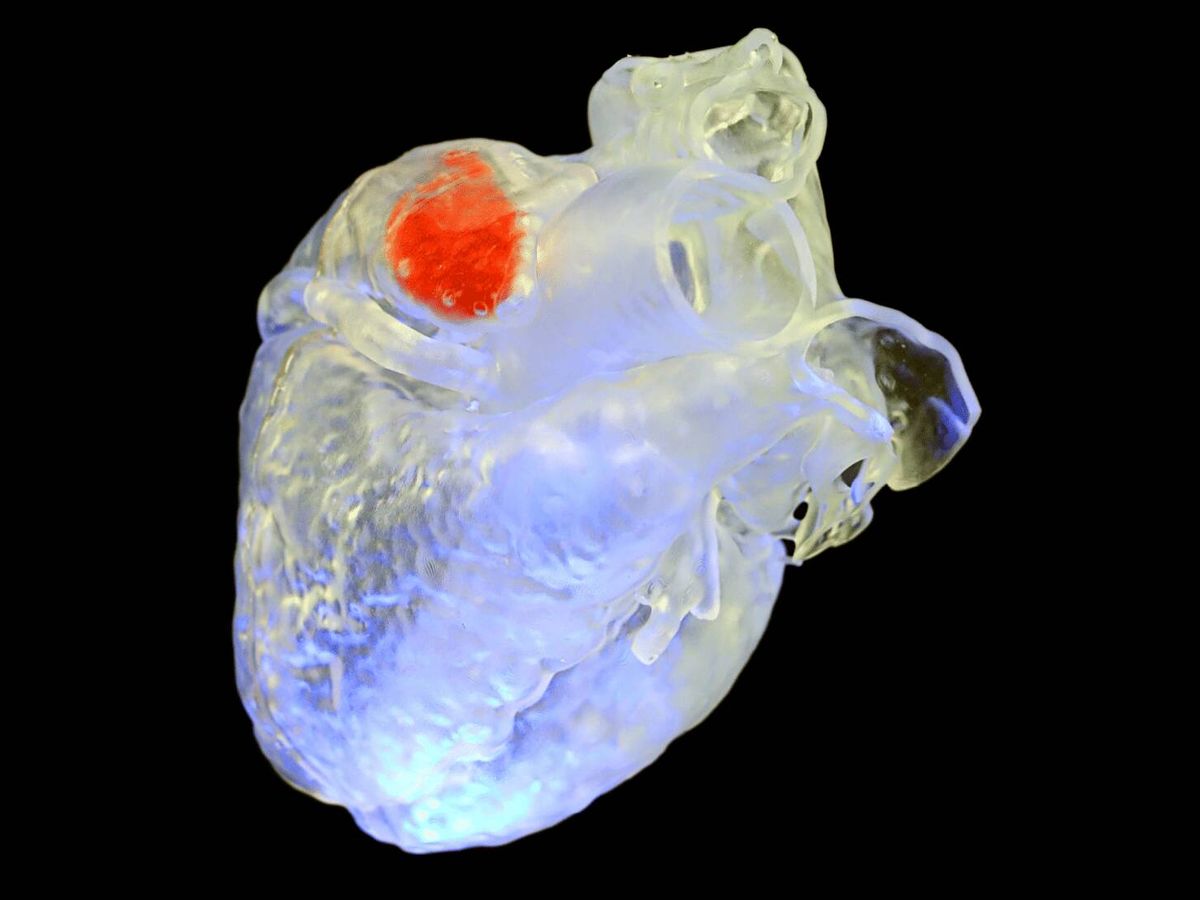 Foto: Una estructura de sonotinta solidificada (rojo) impresa en el interior de un modelo de corazón. (Duke University-Harvard Medical School)