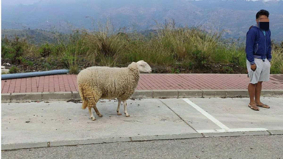 Denunciado por sacar a pasear una oveja durante el confinamiento en Marbella 