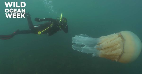 Foto: La medusa era del tamaño de la bióloga Lizzie Daly (Foto: Facebook)