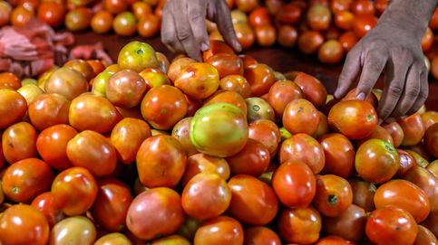 El tomate español clama contra el marroquí... por culpa de Francia