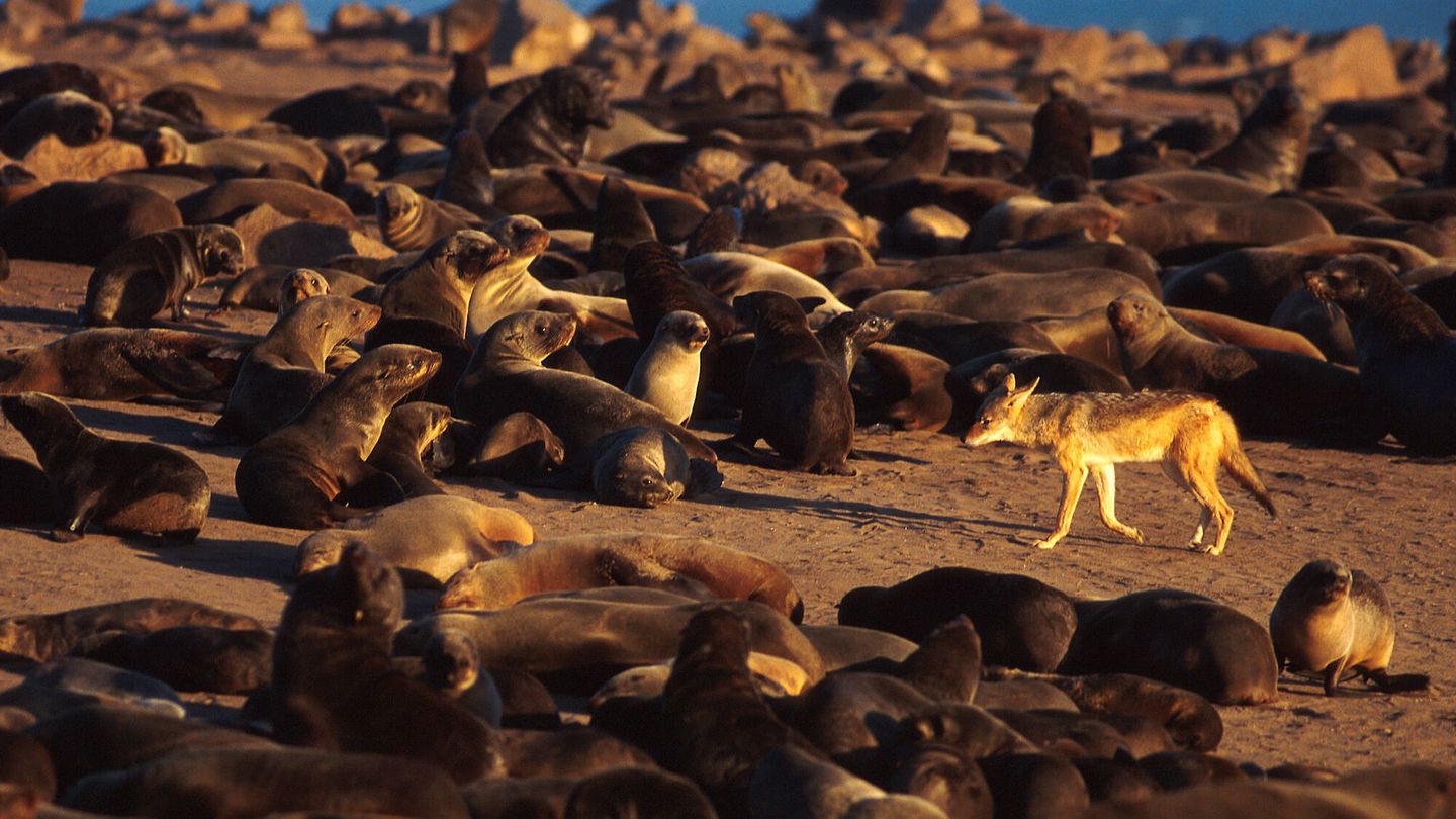 Un chacal entre lobos marinos del Cabo en las costas de Namibia. (Andoni Canela)