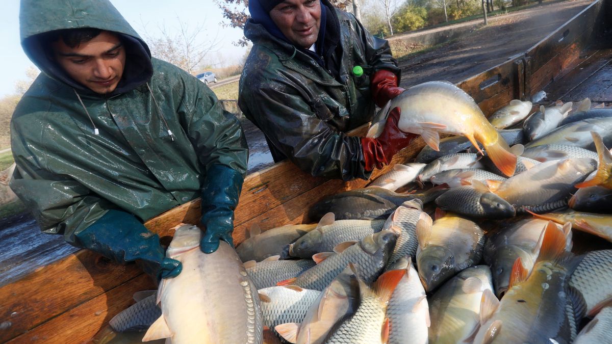 Europa vota para legalizar la pesca eléctrica: así se la colaron los pescadores a los políticos