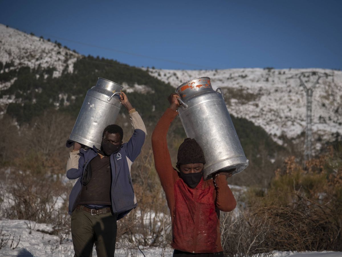 Foto: Dos ganaderos de Bustarviejo cargan la leche por los campos nevados. (Greenpeace/Pedro Armestre)