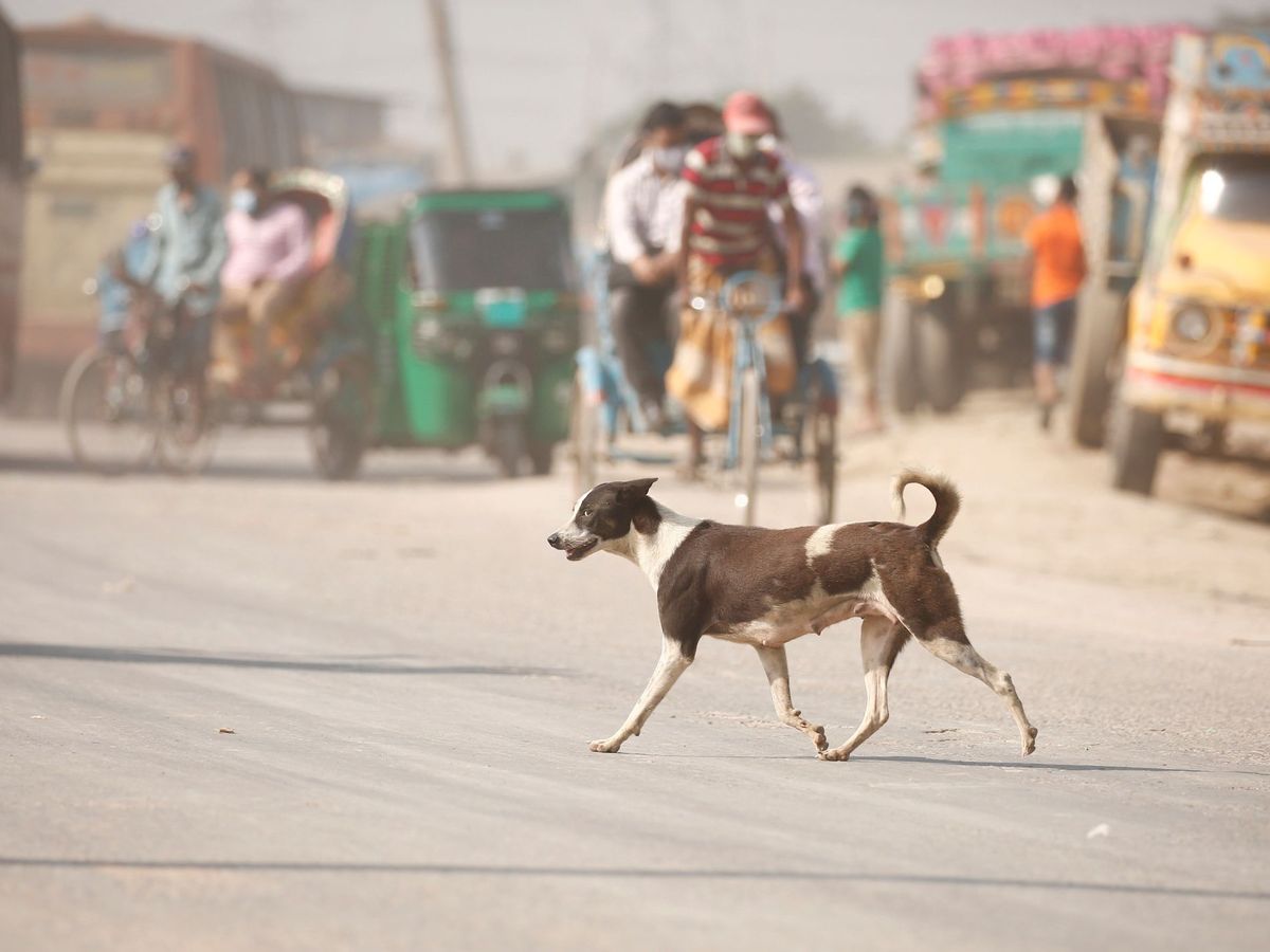 Foto: La mujer lleva veinte años recogiendo perros callejeros (EFE/Monirul Alam)