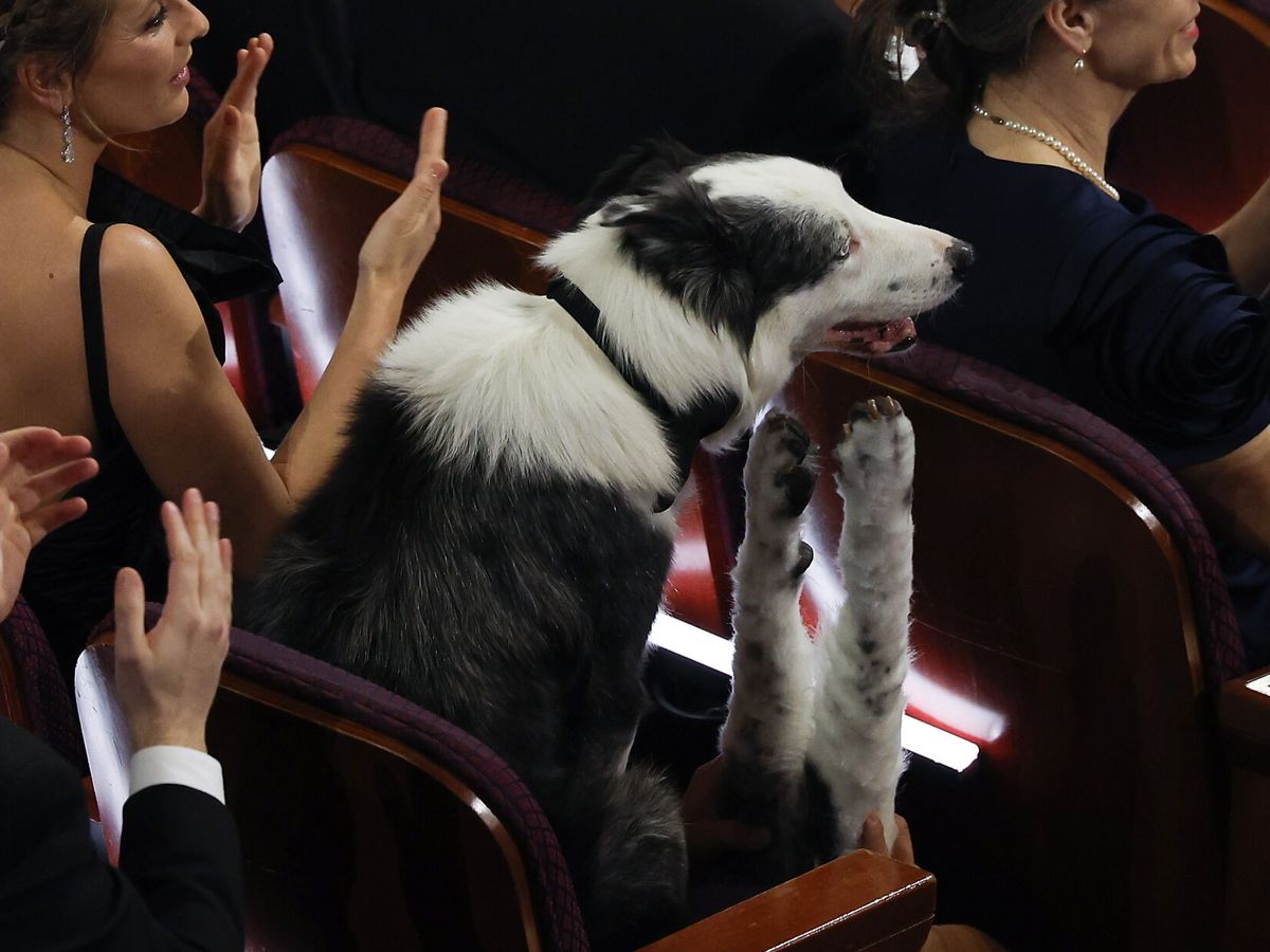 Foto: Un perro se ha "colado" en la ceremonia de los Oscar (EFE/Caroline Brehman)
