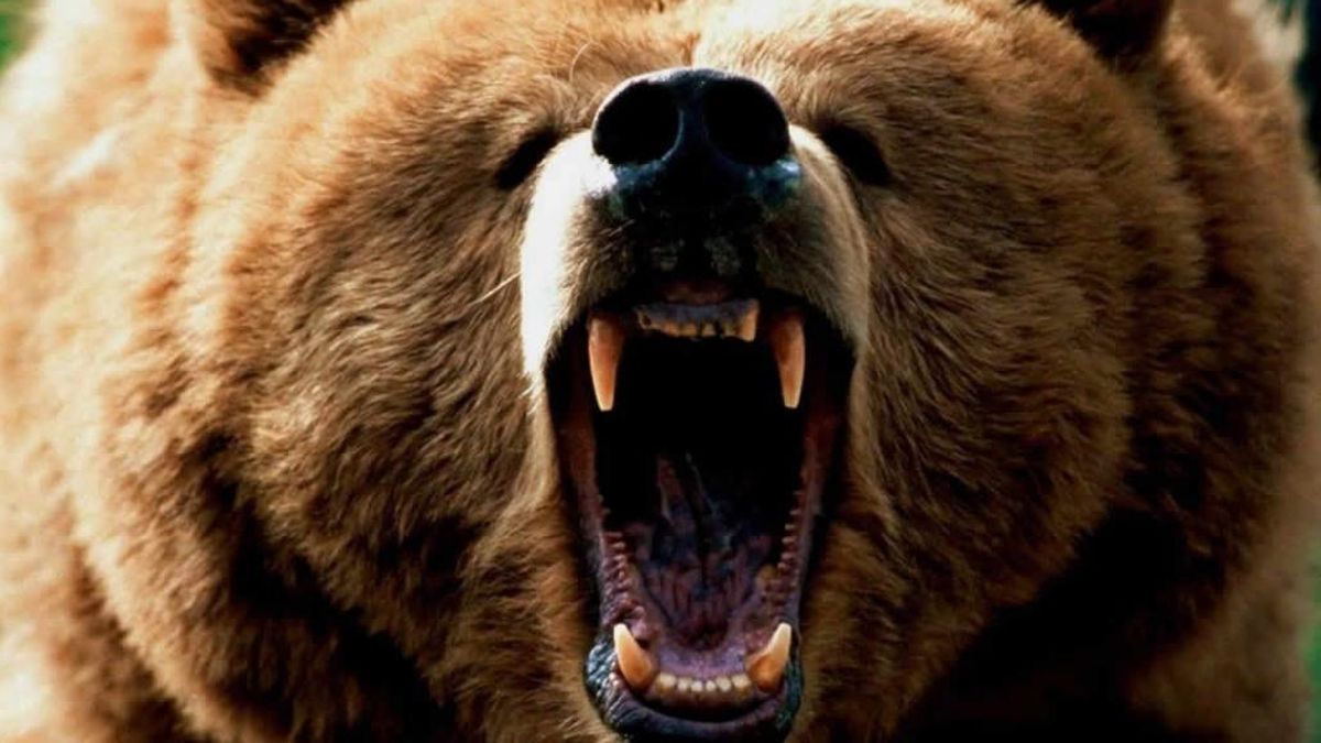 Los 'osos' siempre están al acecho: así se reparten dentro del capital del Ibex 35