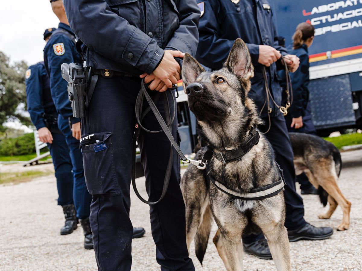Foto: Vista de un perro policía de la Policía Nacional. (Europa Press/Carlos Luján)