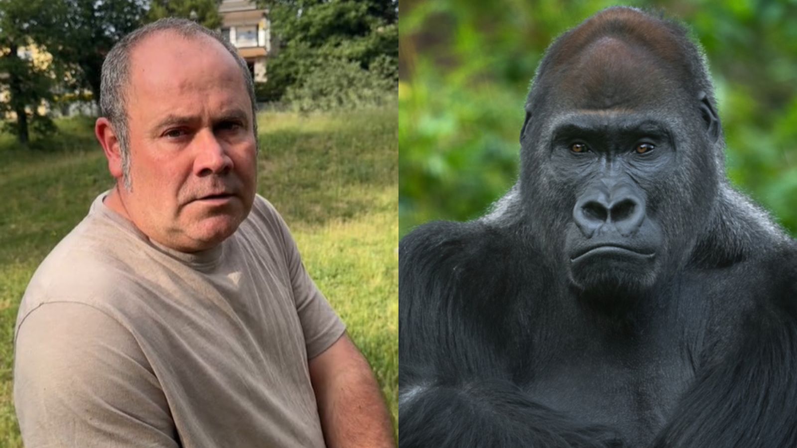 Manolo Velasco, experto en primates: “Te explico los tres motivos por los que 100 hombres no ganarían a un gorila”