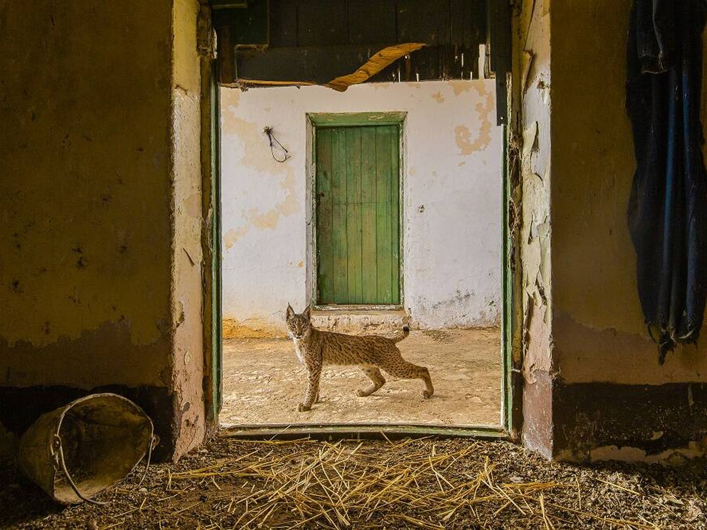 Un lince ibérico en un pajar abandonado de Sierra Morena. (Sergio Marijuán/Wild Life Photographer of the Year)