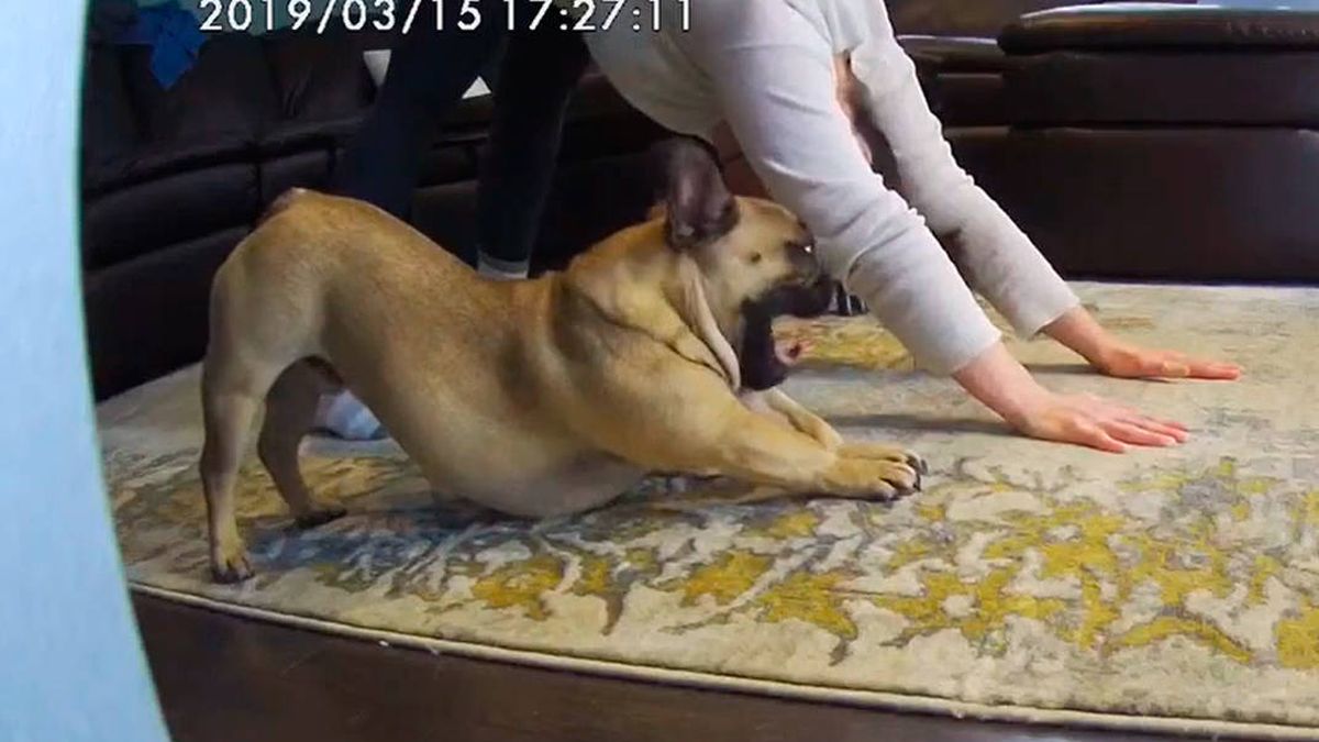 El vídeo de un bulldog haciendo yoga con su dueña que ha revolucionado internet