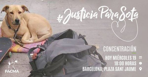 Foto: Cartel de PACMA para la concentración por la muerte de la perra Sota