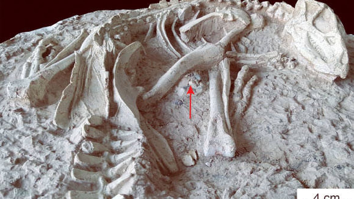 Descubren una nueva especie de dinosaurio en China de hace 125 millones de años