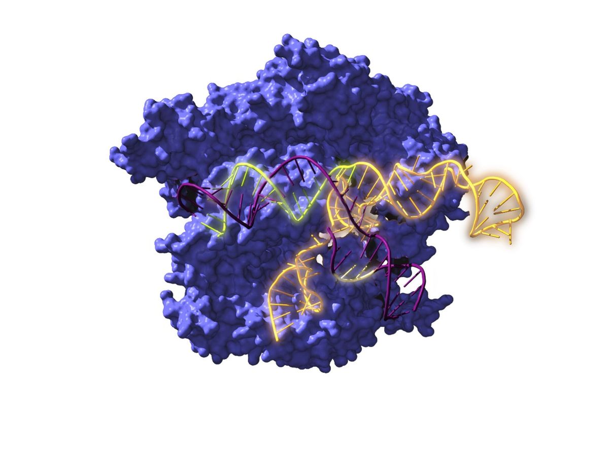 Foto: Vista de la Cas9, una enzima endonucleasa asociada con el sistema CRISPR, actuando sobre el ADN objetivo. (EFE/Antonio Reifs)