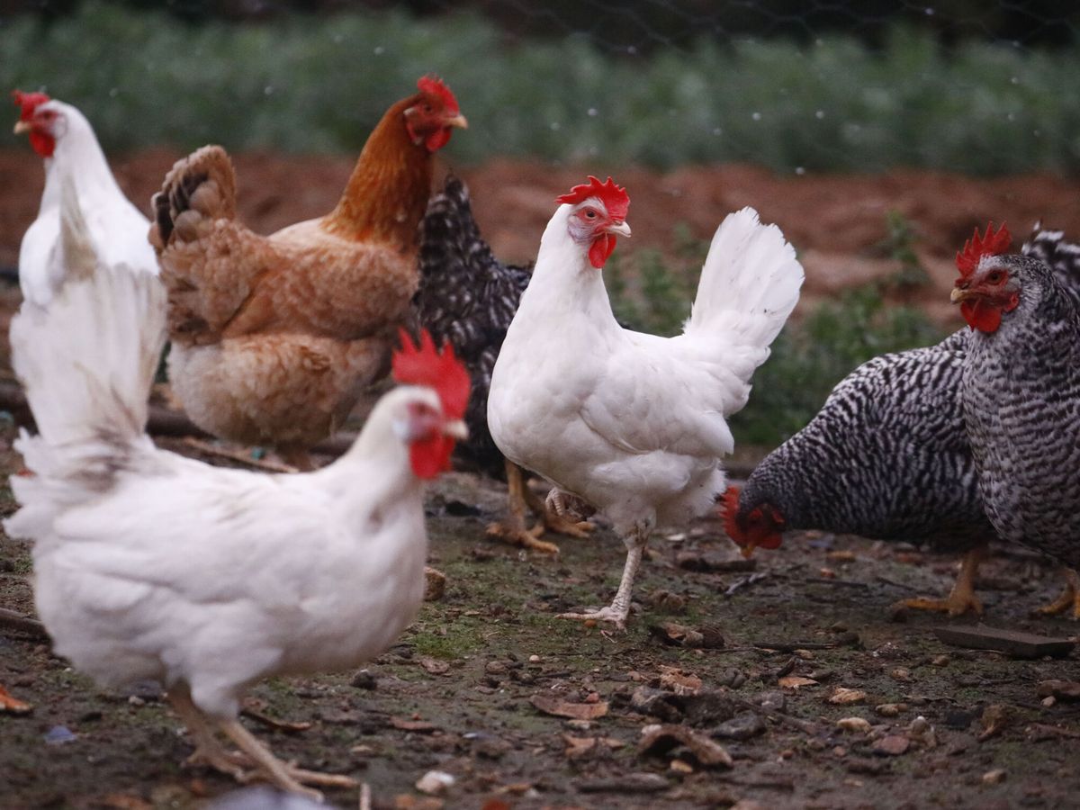 Foto: Gallinas en una granja avícola. (EFE/ Salas)