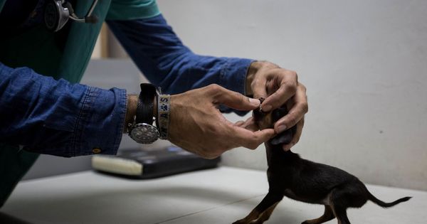Foto: El cachorro apenas tenía seis semanas de vida (EFE/Miguel Gutiérrez)