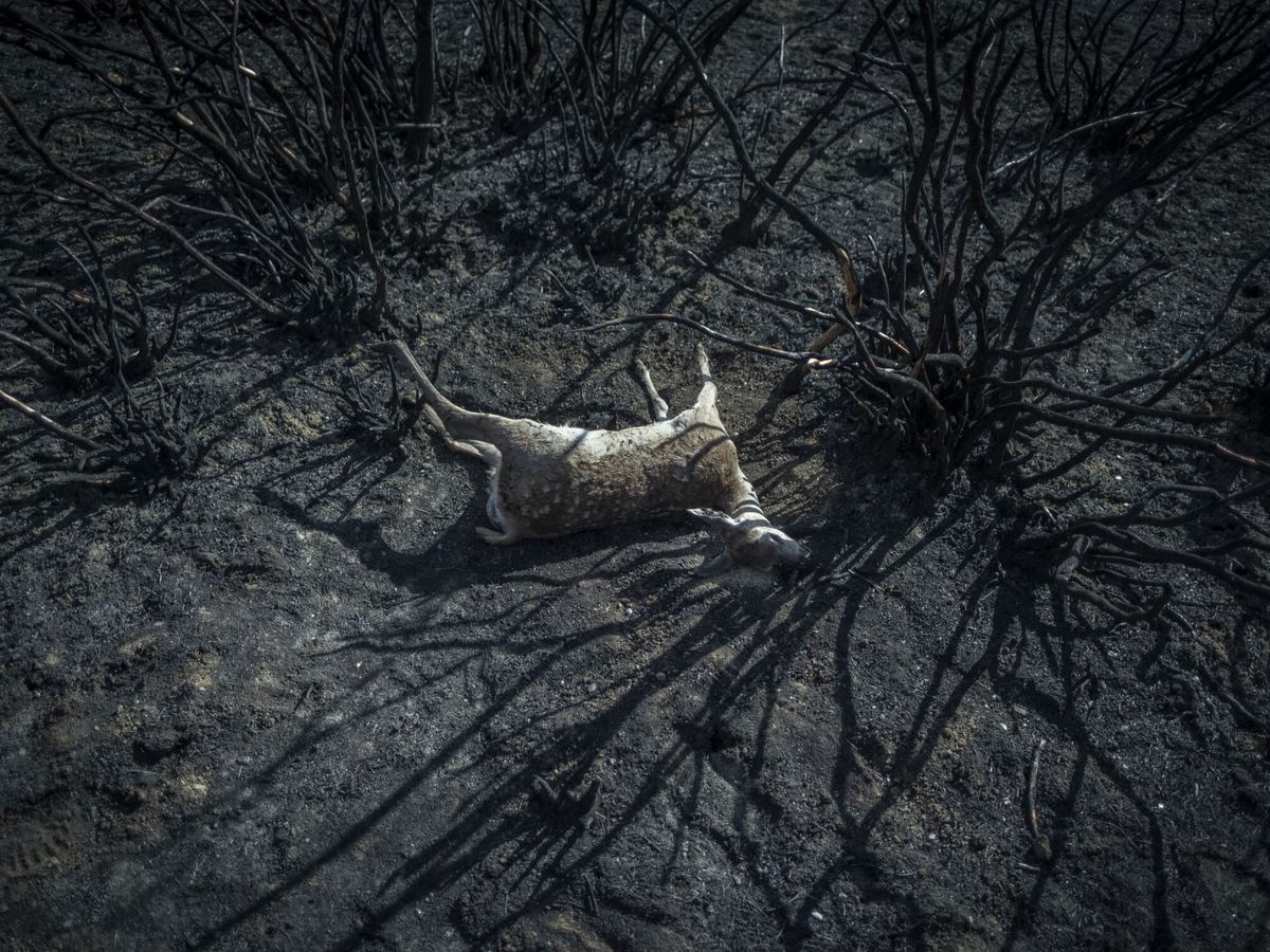 Foto: El cuerpo de un animal calcinado por el incendio en sierra de la Culebra. (EFE/Brais Lorenzo)