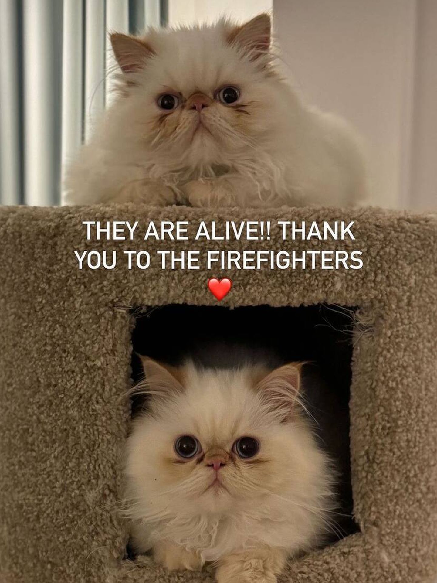 Los gatos de Cara Delevingne, después del incendio. (Instagram)