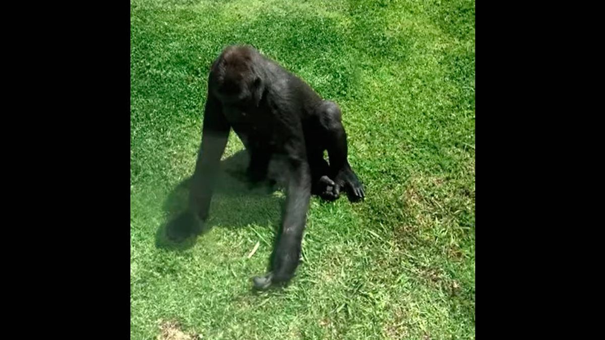 El vídeo de un gorila que trata de ayudar a un pájaro herido se hace viral