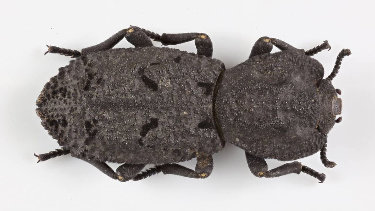 Soporta el peso de un coche saliendo ileso: así es este escarabajo indestructible