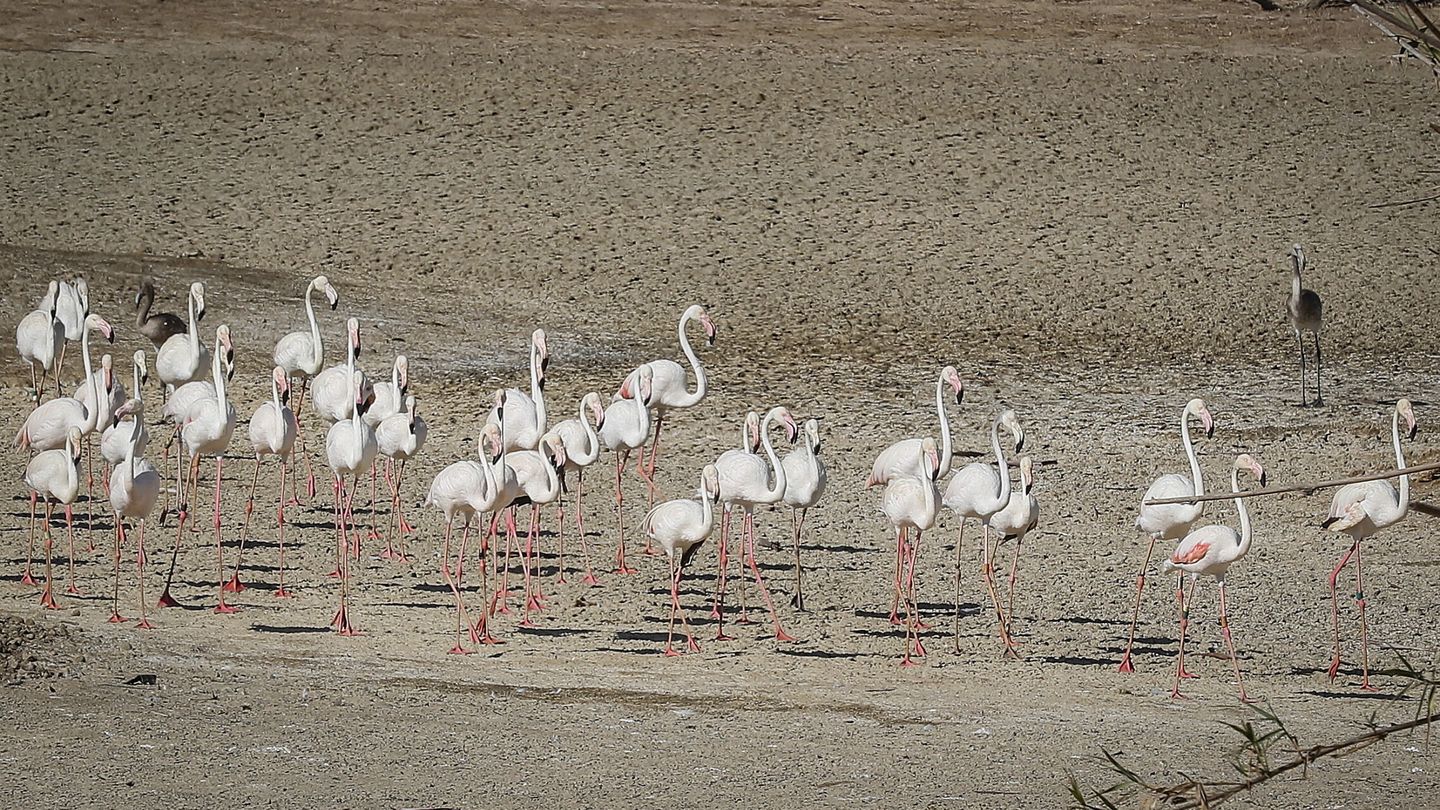 Flamencos sobre una laguna completamente seca en Doñana (EFE/JM Vidal) 
