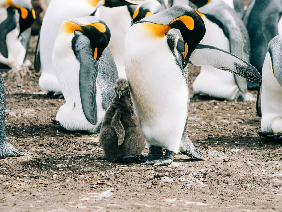 Foto: El pingüino emperador es una de las dos especies endémicas de la Antártida (Pexels).