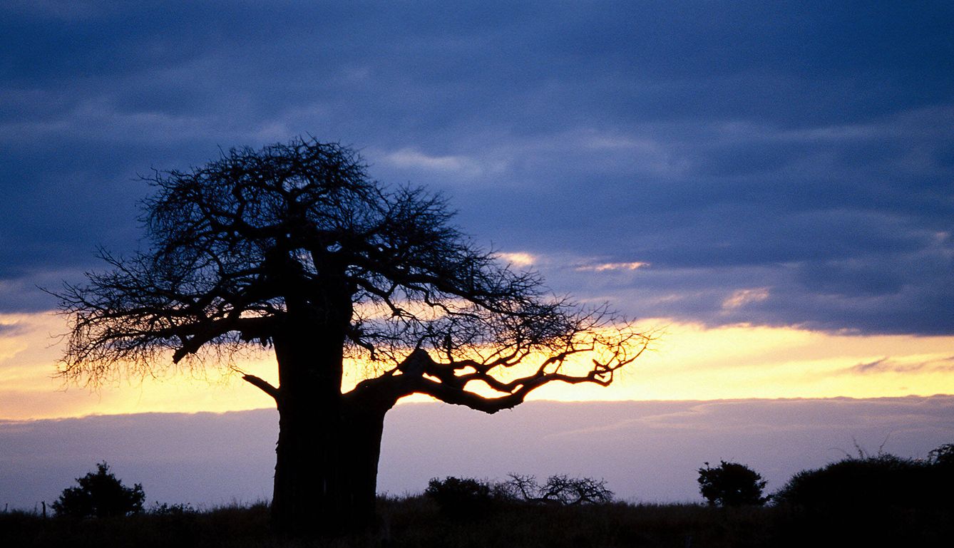 Baobab en el Parque Nacional Tarangire, Tanzania. (Andoni Canela)