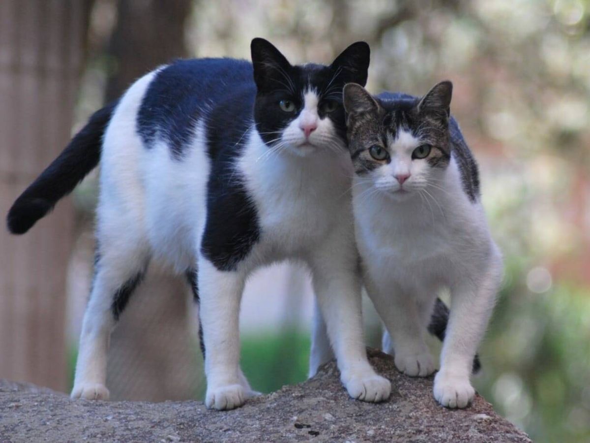 Foto: Dos ejemplares de la colonia felina de La Navata. (Cedida)