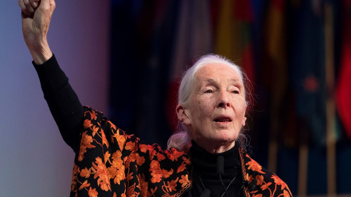 Jane Goodall alerta de los "perniciosos" efectos de la ganadería intensiva