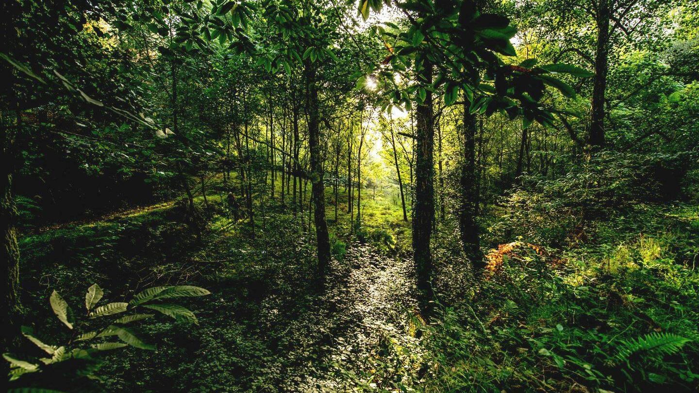 El estudio pone en valor los servicios que nos prestan los bosques variados. (Javier Lobón)