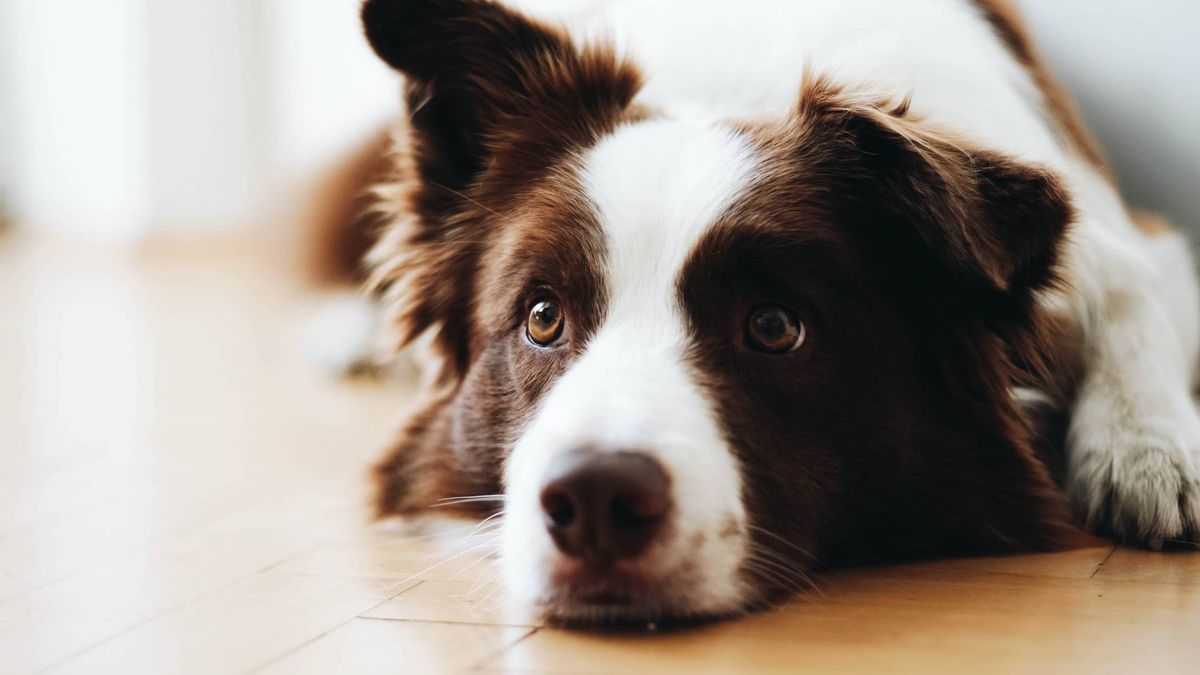 La ciencia confirma que los perros te escuchan, pero no te entienden 