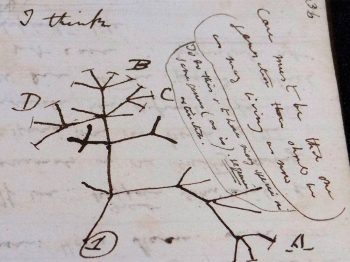 Foto: Aparece 'El árbol de la vida' de Charles Darwin después de 22 años desaparecido (Universidad de Cambridge)