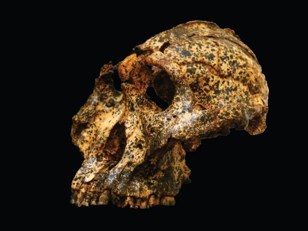 Foto: Cráneo del Paranthropus robustus (La Trobe University)