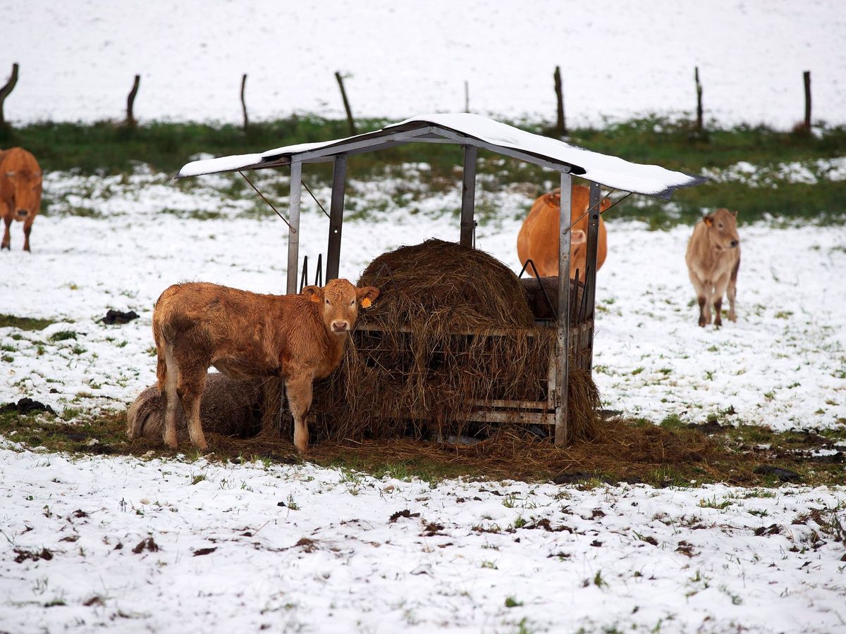 Foto: Vacas caminan sobre la nieve en Abadín, Lugo, ayer. (EFE)