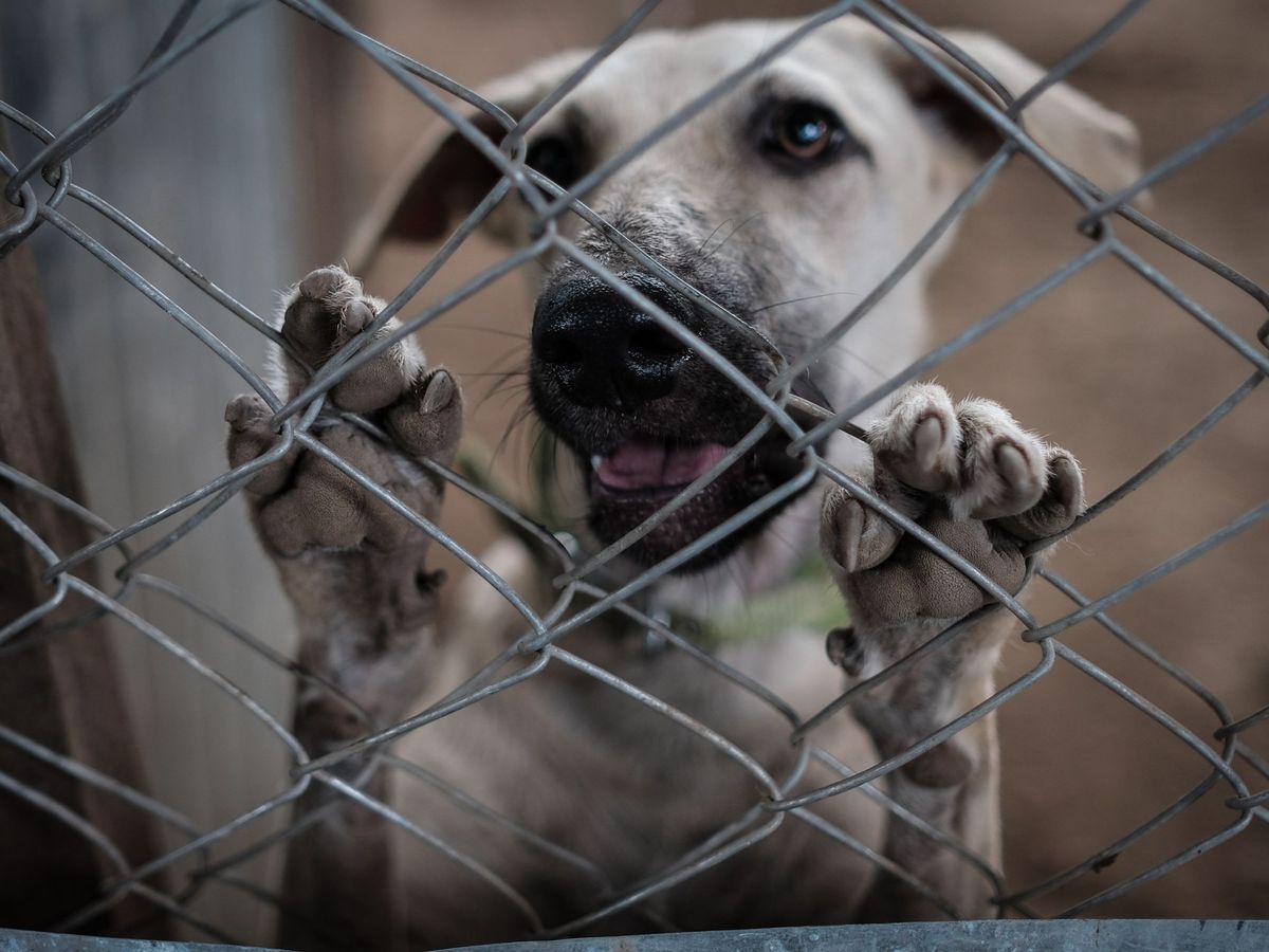 Foto: Un perro en un centro de acogida tras ser abandonado (EFE A.González)