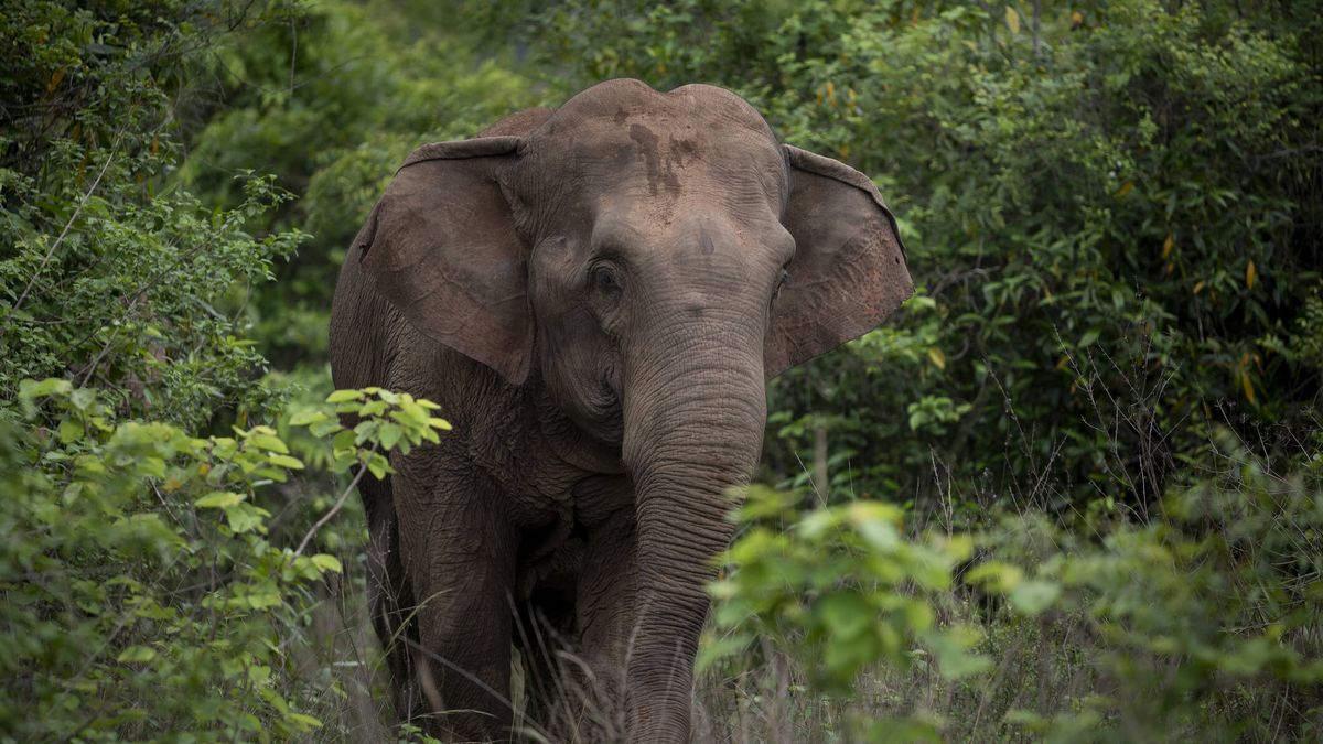 Los elefantes asiáticos están ingiriendo enormes cantidades de plástico de vertederos