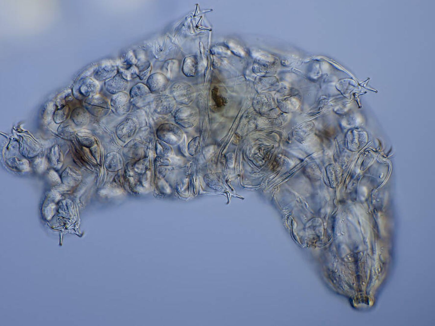 Un tardígrado visto al microscopio. (Wikipedia)