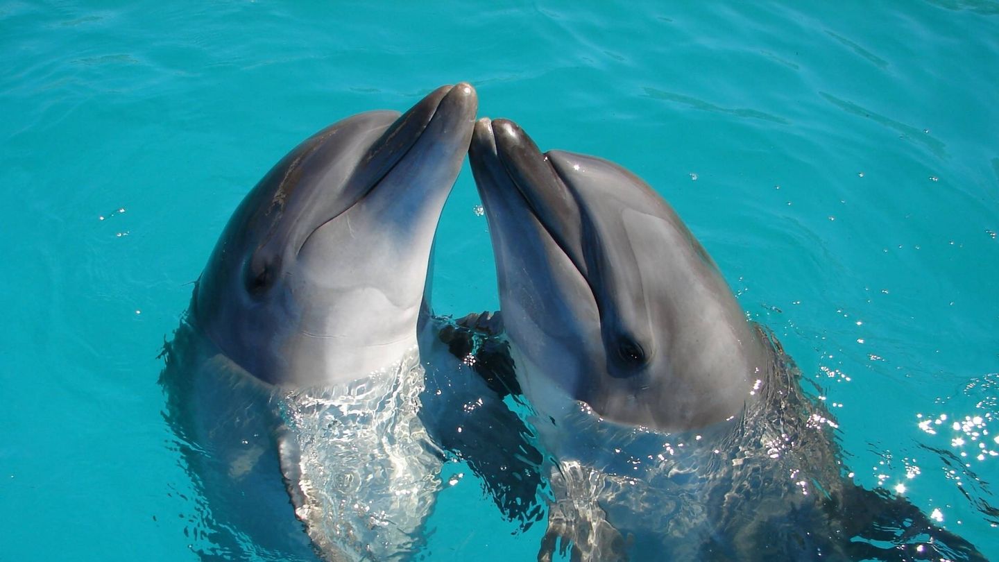 Dieta del delfín para adelgazar. (Ranae Smith para Unsplash)