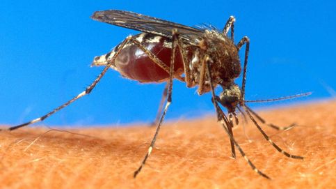 La causa real de que los mosquitos piquen a unas personas y no a otras