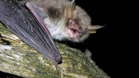 Descubierta una nueva especie de murciélago desconocida en Europa 