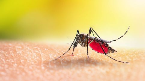 Algunos virus te hacen tener un olor más atractivo para los mosquitos