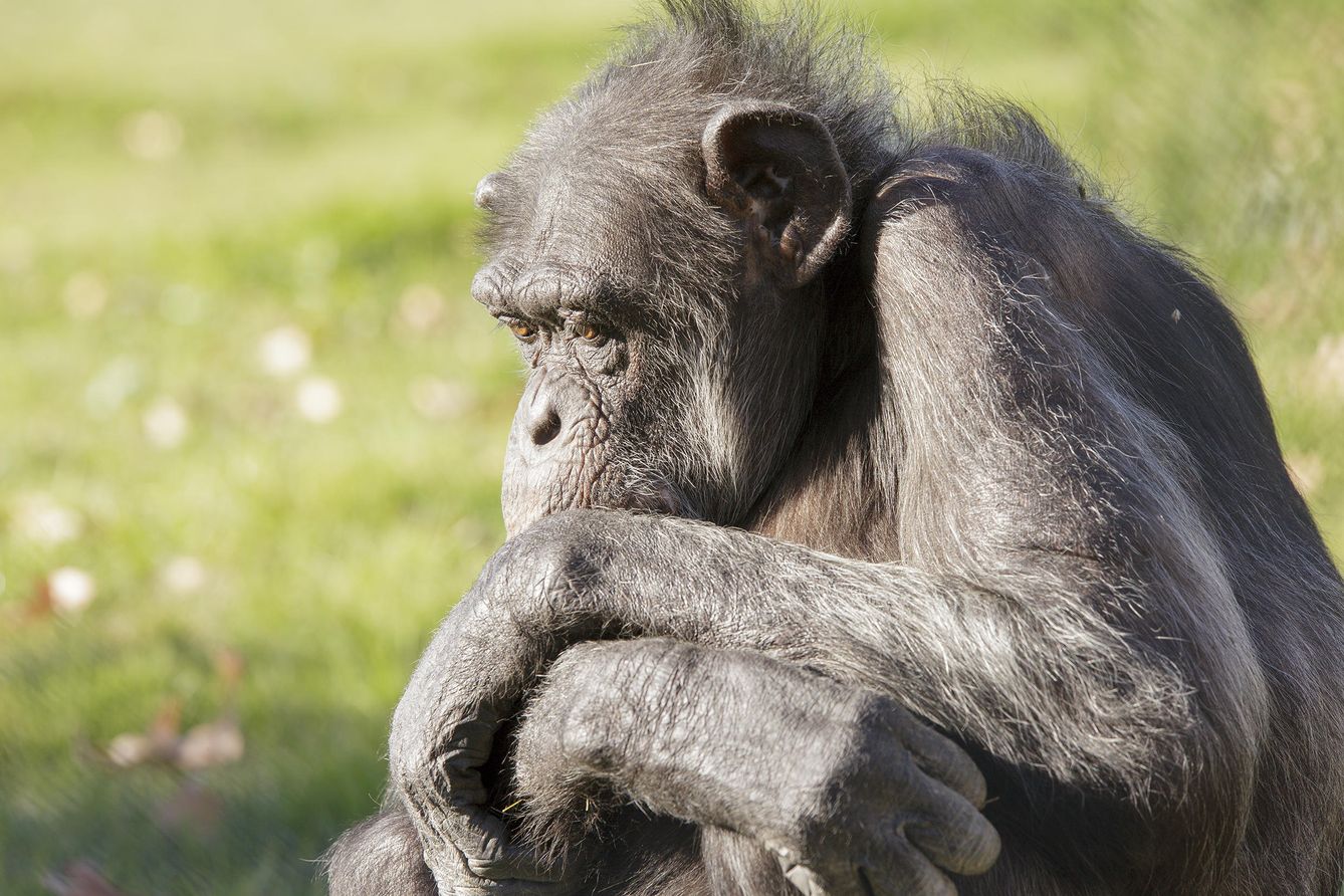 Uno de los chimpancés de Rainfer.