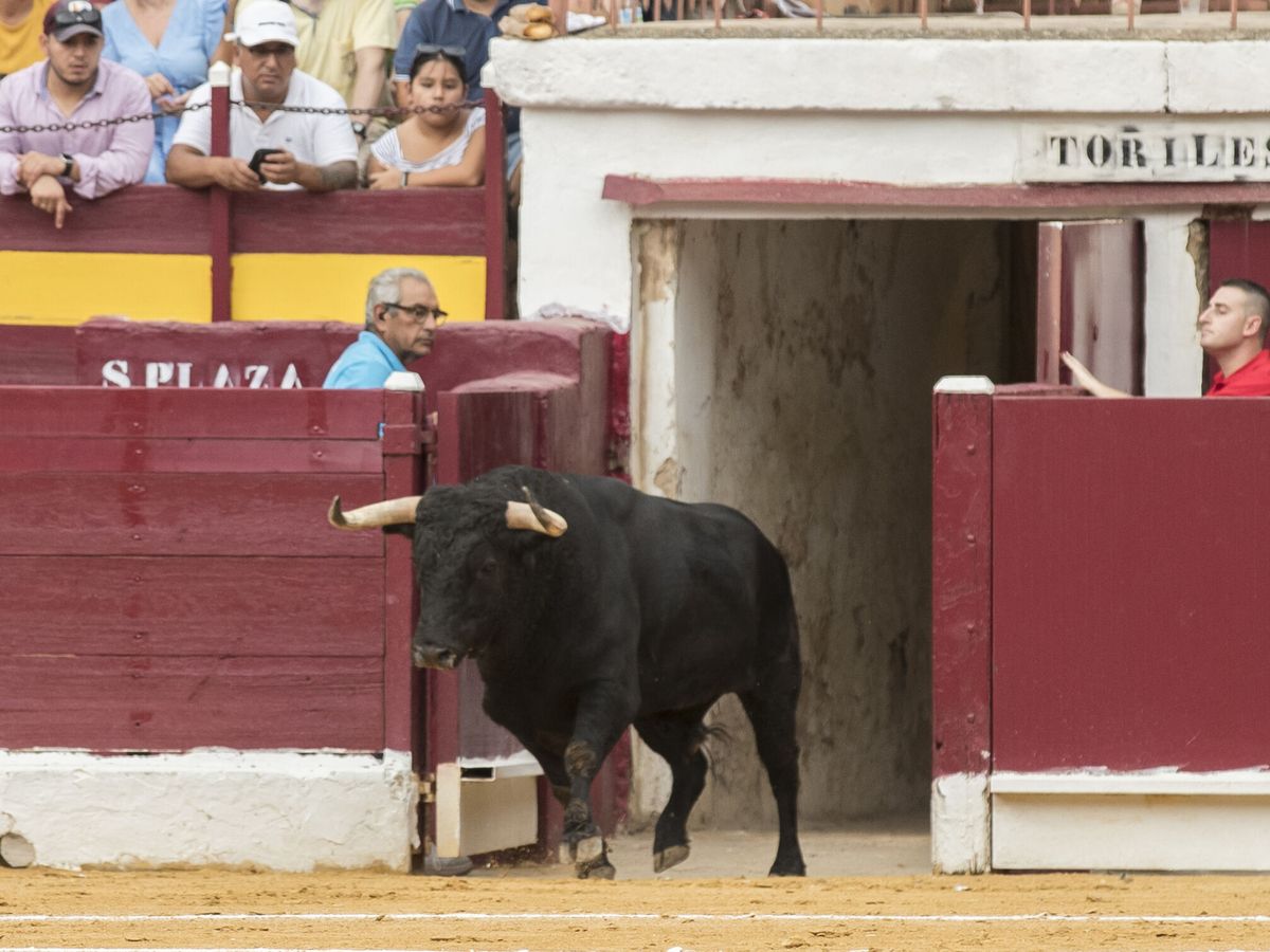 Foto: Vista de un toro en la plaza de toros de Murcia. (EFE/Marcial Guillén)