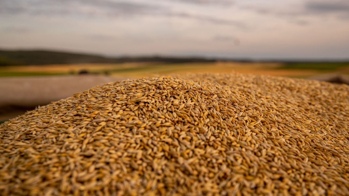 Ucrania acusa a Rusia de un robo de hasta 800.000 toneladas de su producción de grano