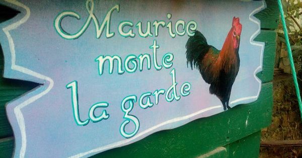 Foto: 'Maurice hace guardia': cartel en la caseta del gallo